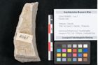 Foto (Objekt + Etikett) von Plantae indet.  (NHMW-GEO-2024-0188-8065)